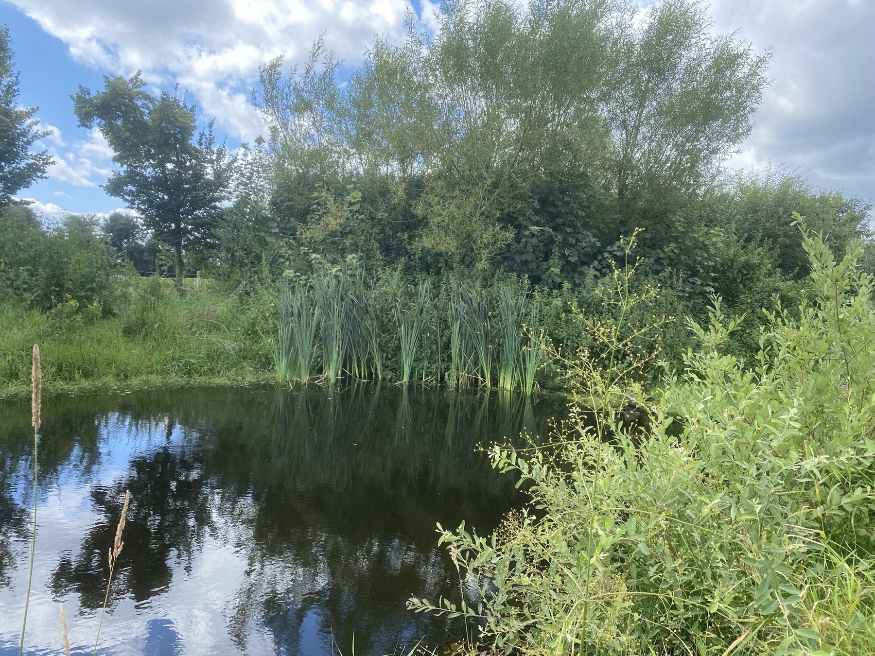 Water met riet en bomen onder een blauwe lucht